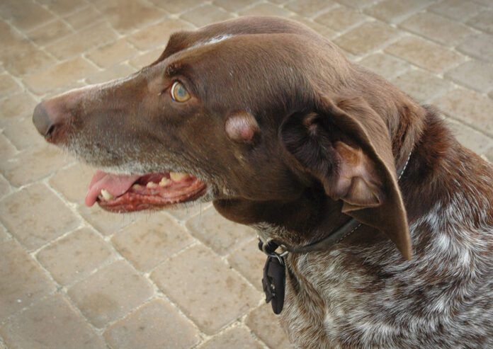 lump-on-dog-face lump on a dog face