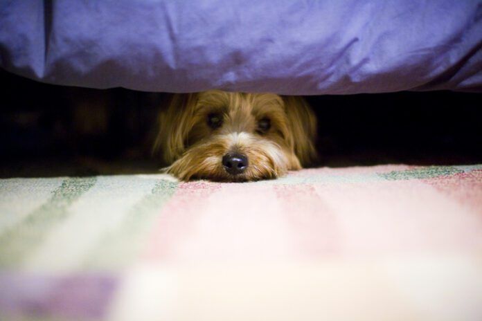 terrier dog hiding under a bed. terrier dog hiding under a bed.