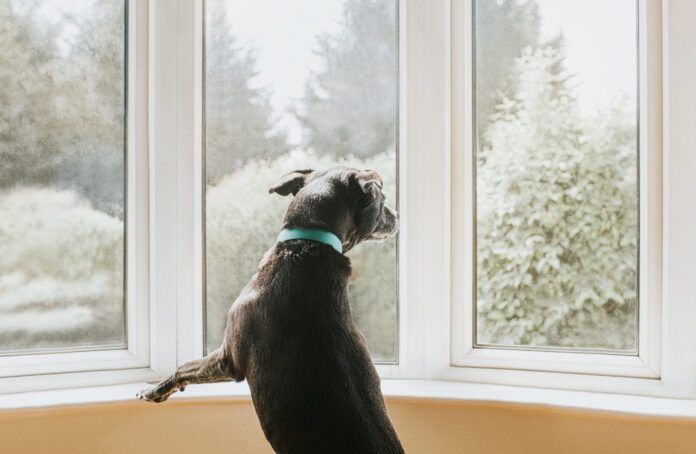 Dog looking out a Window Anti-anxiety medications for dogs can help calm destructive behaviors.