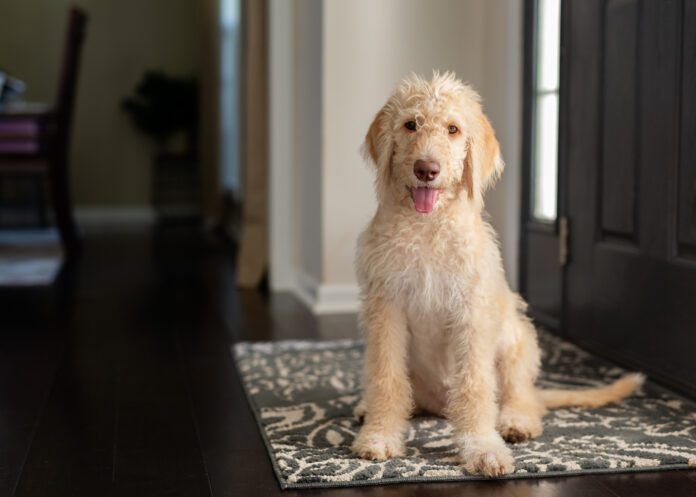 Young yellow and cream labradoodle sitting on a foyer rug looking at the camera Young yellow and cream labradoodle sitting on a foyer rug looking at the camera