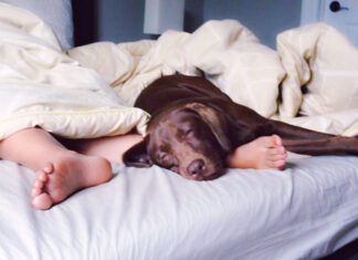 how often should you wash your dog clean dog in a bed