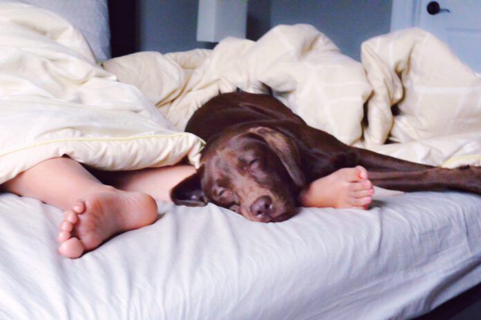 Low Section Of Child Sleeping With Chocolate Labrador On Bed how often should you wash your dog clean dog in a bed