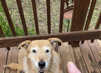 deaf dog
