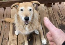 deaf dog