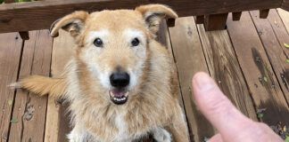 deaf dog