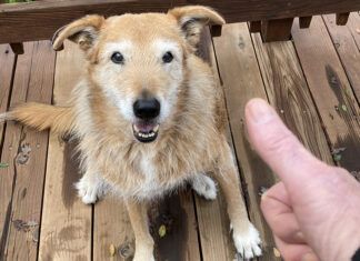 deaf dog