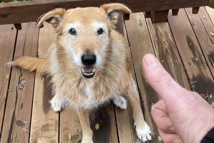 deaf dog