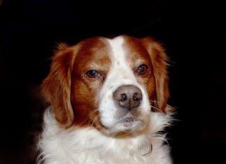 why do dogs give your their paw