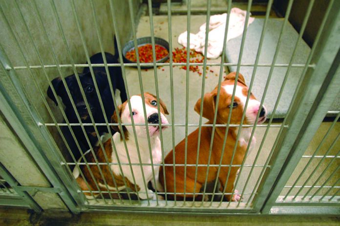 shelter_pups dogs in shelter