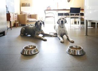 How to Transition Dog Food Do you know how to transition dog food without making your dog sick.