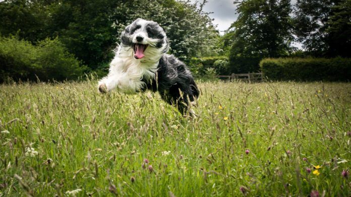 Dog Jumping On Grassy Field hyper dog running through the grass