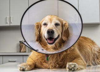 neosporin for dogs