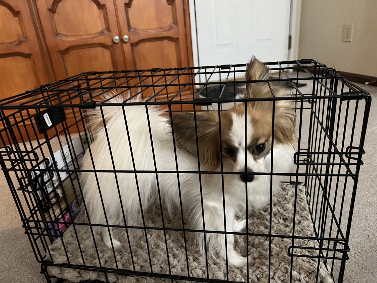 What Is a Safe Dog Crate? - Whole Dog Journal - Dog Crate Stability Options