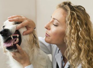 Does Your Dog Have Pale Gums? pale gums in dogs