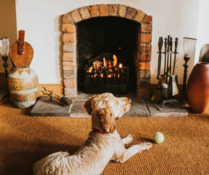 Sandy coloured cockapoo lies in front of an open fire with his ball Sandy coloured cockapoo lies in front of an open fire with his ball
