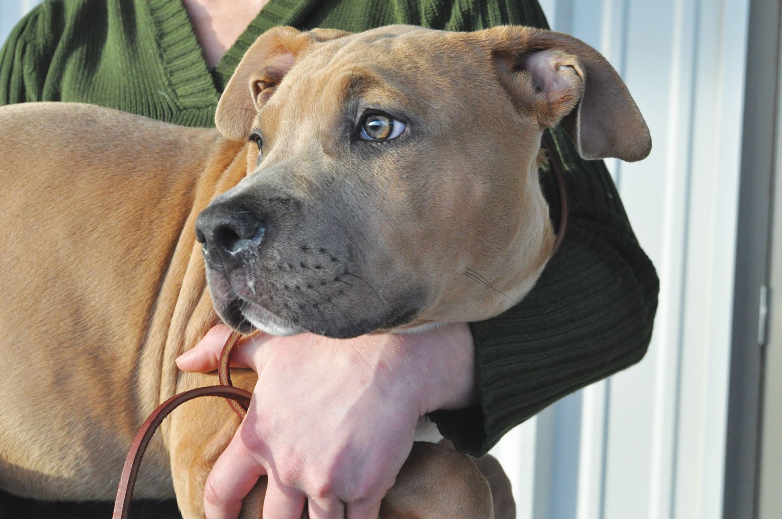 How to Prevent Kennel Cough - Whole Dog Journal