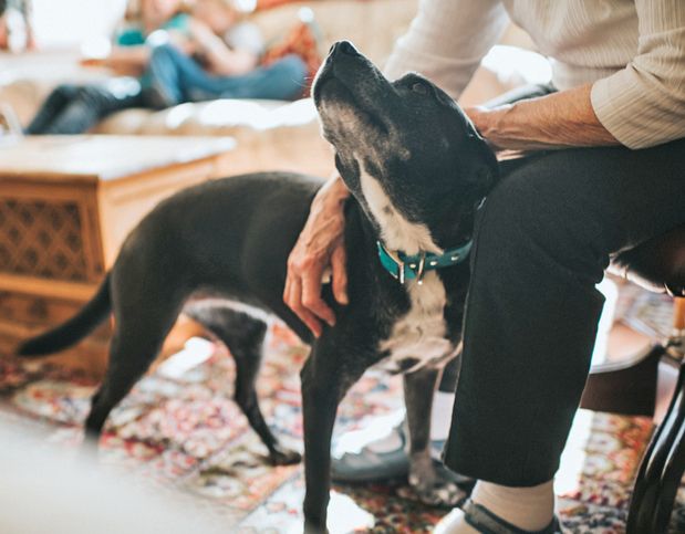 Stroking Dog