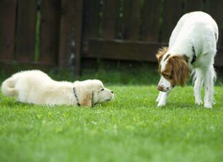 How to Introduce a Puppy to an Older Dog dogs meeting each other