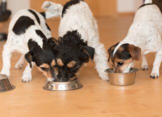 Food Aggression in Dogs: Causes, Signs, Prevention, and Management Three small friendly Jack Russell Terrier dogs eats without jealousy side by side at home
