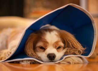 Dog lying on floor wearing pet cone
