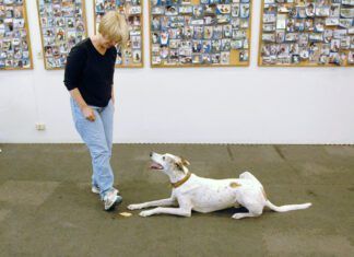 Teach Your Dog to “Leave It” and “Drop it” training your dog to leave it