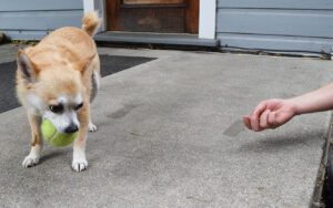 trading with a dog
