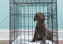 Understanding Dog Whining A dog crying and whining is most likely suffering from seperation anxiety.