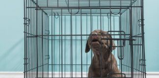 A dog crying and whining is most likely suffering from seperation anxiety.
