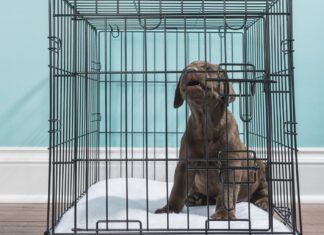 Understanding Dog Whining A dog crying and whining is most likely suffering from seperation anxiety.