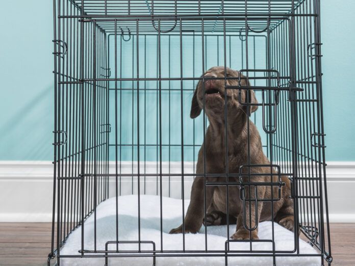 Chocolate Labrador Puppy howling while in a wire dog crate- 7 weeks old A dog crying and whining is most likely suffering from seperation anxiety.