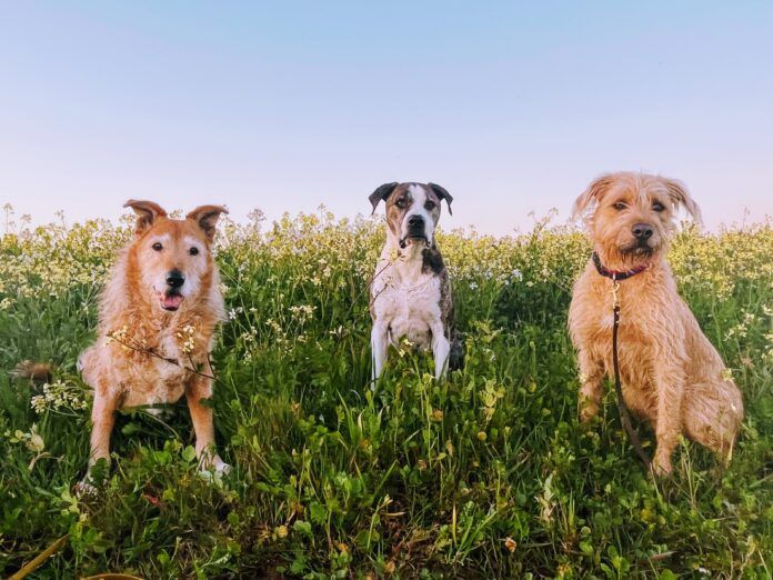 my_three_dogs three dogs in the grass