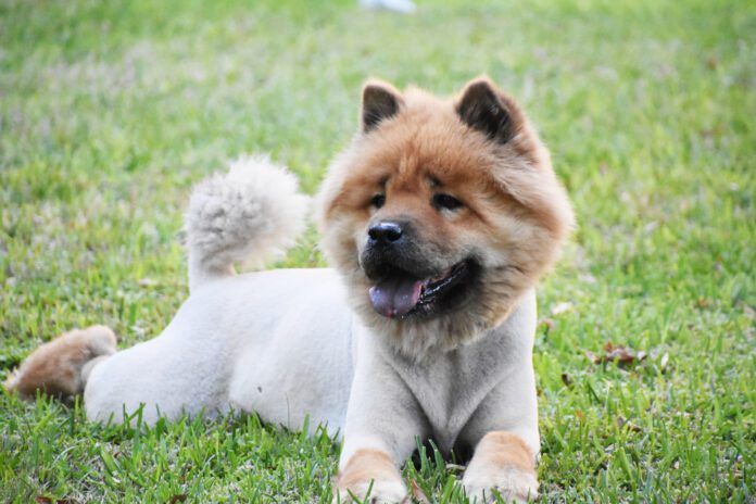 red chow