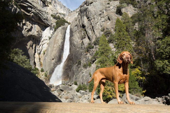 goloden dog statnding in front of waterfall in yosemite california goloden dog statnding in front of waterfall in yosemite california