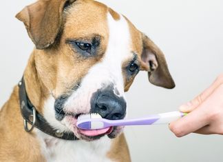 Dog and toothbrush in white background, concept of pets dental hygiene