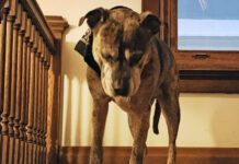 Carprofen for dogs can help with arthritis or other pain, but can have side effects with long-term use.