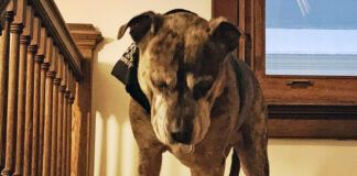 Carprofen for dogs can help with arthritis or other pain, but can have side effects with long-term use.