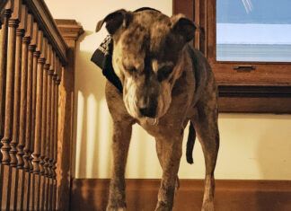 Carprofen for dogs can help with arthritis or other pain, but can have side effects with long-term use.