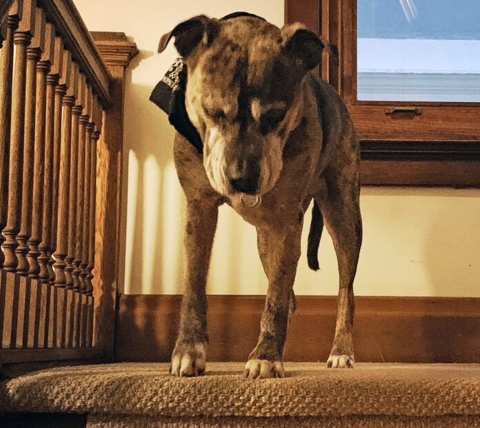 Carprofen for dogs can help with arthritis or other pain, but can have side effects with long-term use.