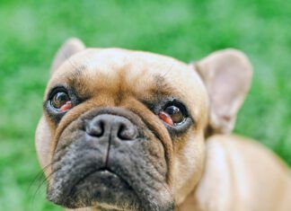What Causes Cherry Eye in Dogs? French bulldog with cherry eyes symptom sitting at field.