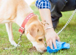 How to Stop Dogs From Eating Cat Poop Man picking up some dog poop