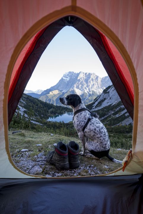 Dog sitting outside pitched tent with Tent Seebensee in background Dog sitting outside pitched tent with Tent Seebensee in background