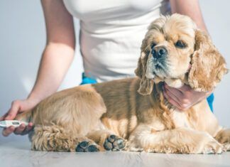 Female with thermometer and cocker spaniel dog