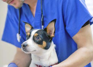 Male veterinarian wrapping a small dogs paw with gauze