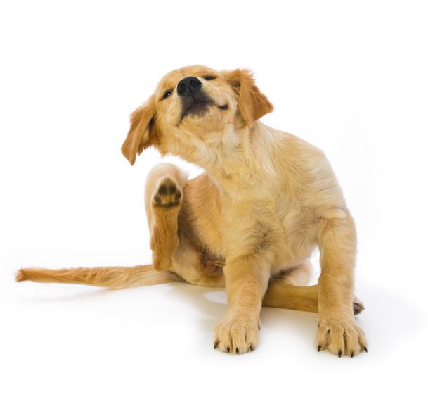 Golden Retriever Puppy Scratching fleas on white background