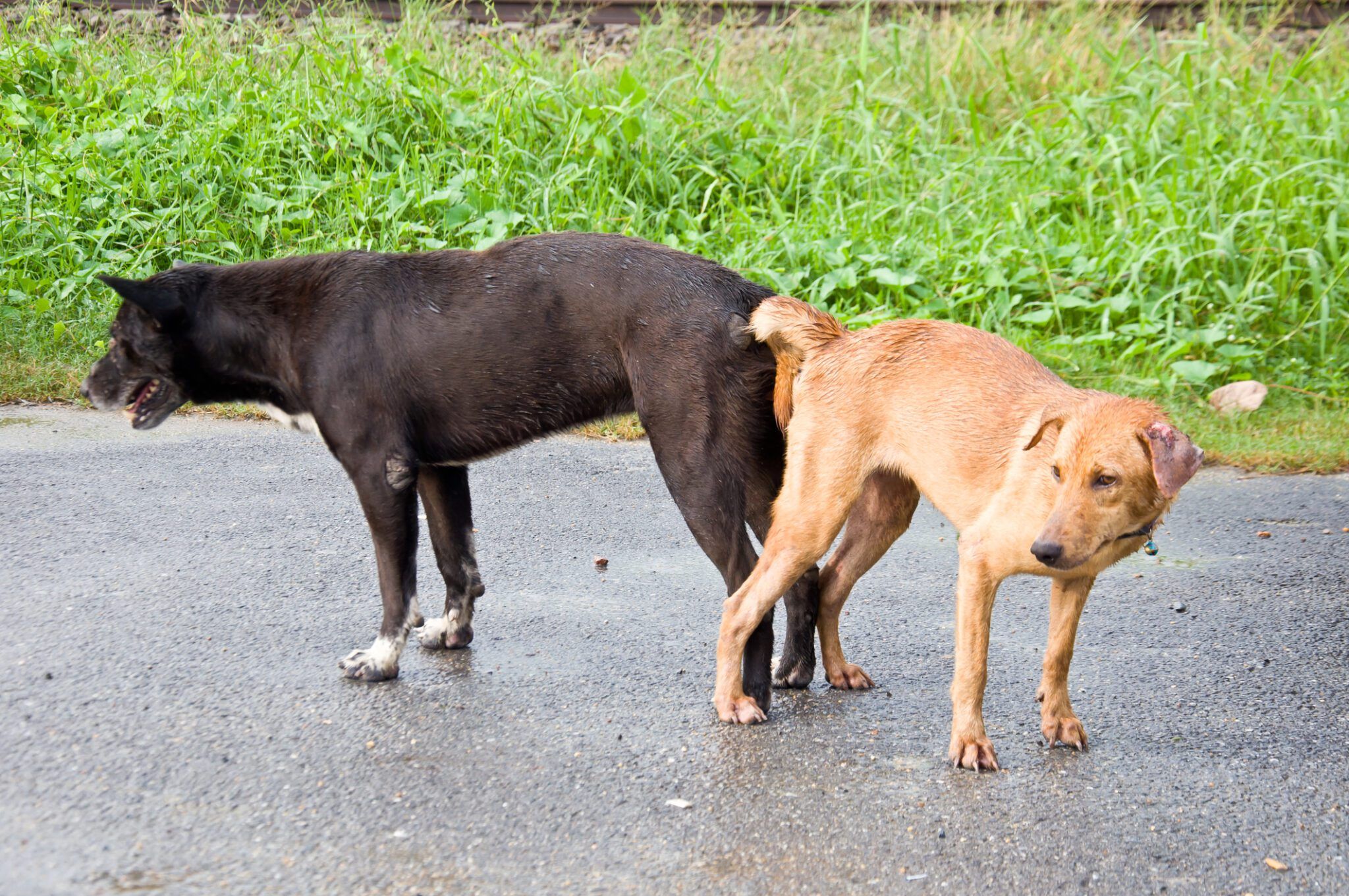 Don’t Try to “Unstick” Dogs After Mating - Whole Dog Journal