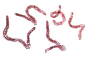 hookworms