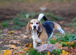 Beagle dog in fall park, peeing