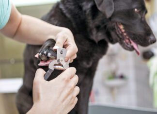 Dog groomer cutting nails on black Labrador retriever dog