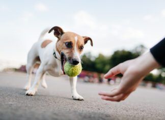 Tiny Dog (Jack Russel) Wants To Play With Ball