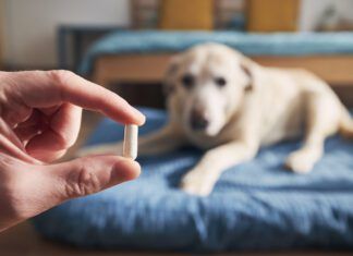 Man giving medicine to his old dog